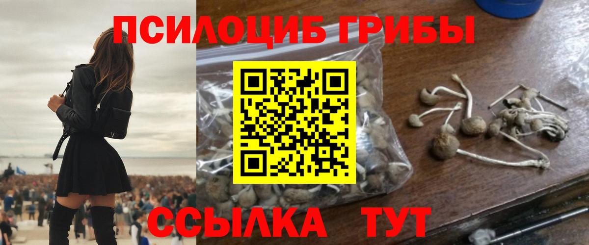 Галлюциногенные грибы Psilocybine cubensis Фролово